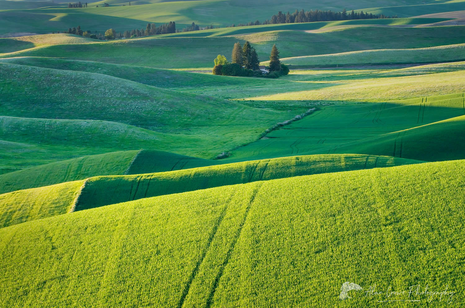Rolling hills of green wheat fields in the Palouse region of the Inland Empire of Washington #51536