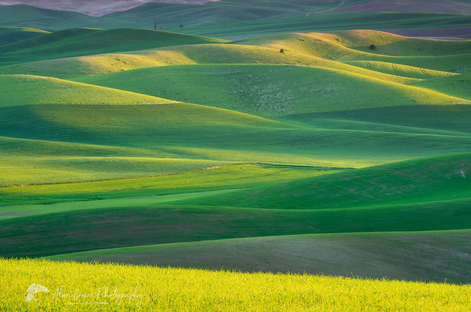 Rolling hills of green wheat fields in the Palouse region of the Inland Empire of Washington #51551