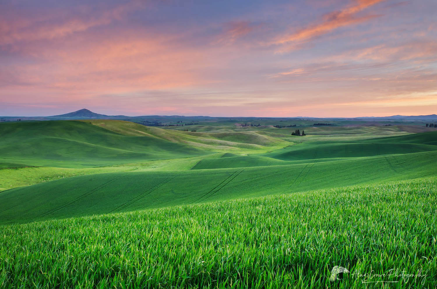 Dawn over the rolling hills of green wheat fields in the Palouse region of the Inland Empire of Washington #51565