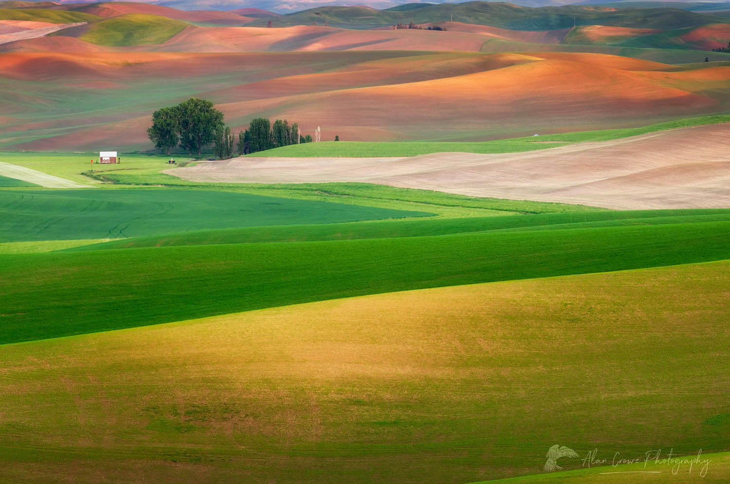 Rolling hills of green wheat fields in the Palouse region of the Inland Empire of Washington #51574