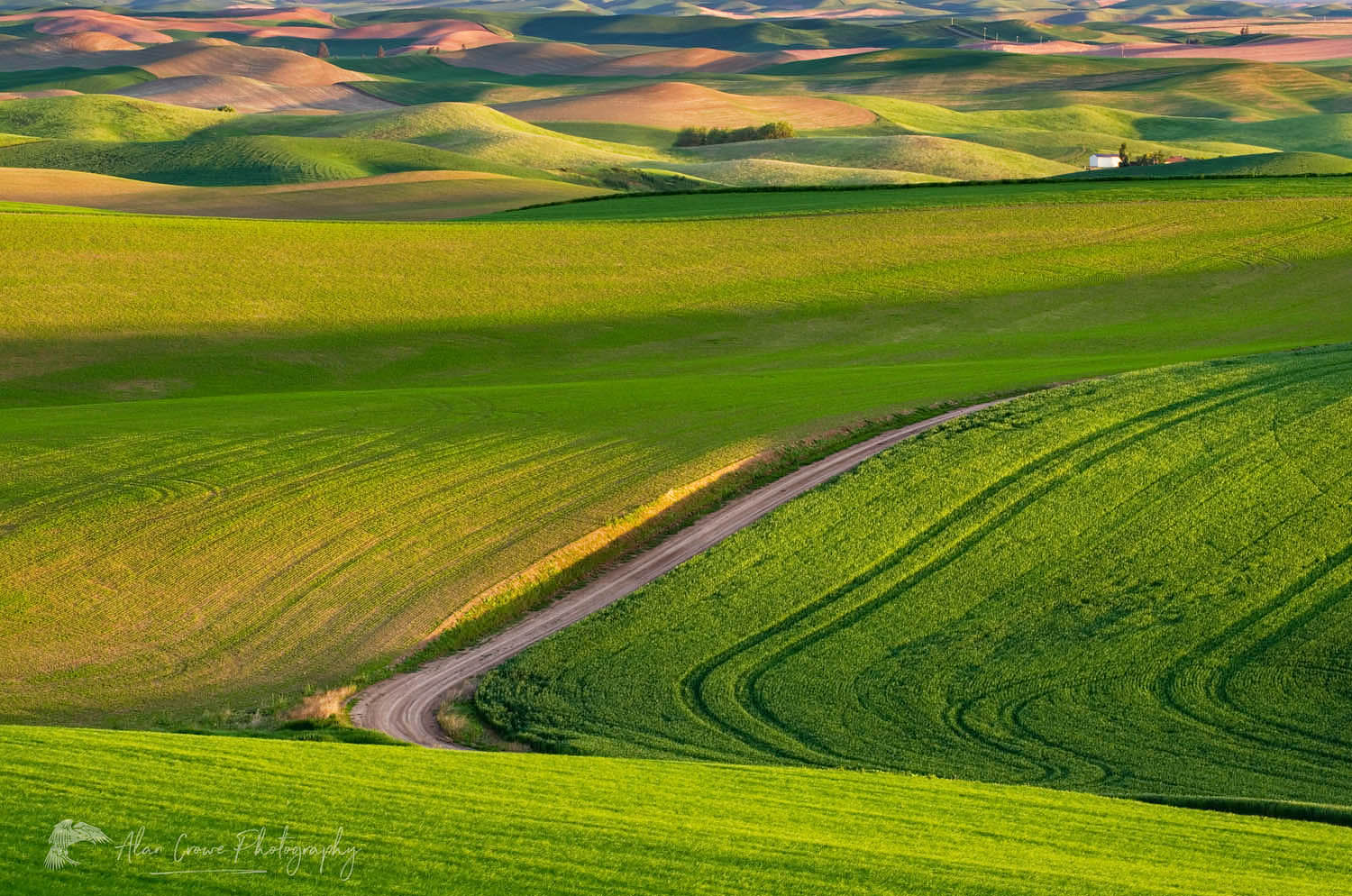 Road running through rolling hills of green wheat fields in the Palouse region of the Inland Empire of Washington #51593