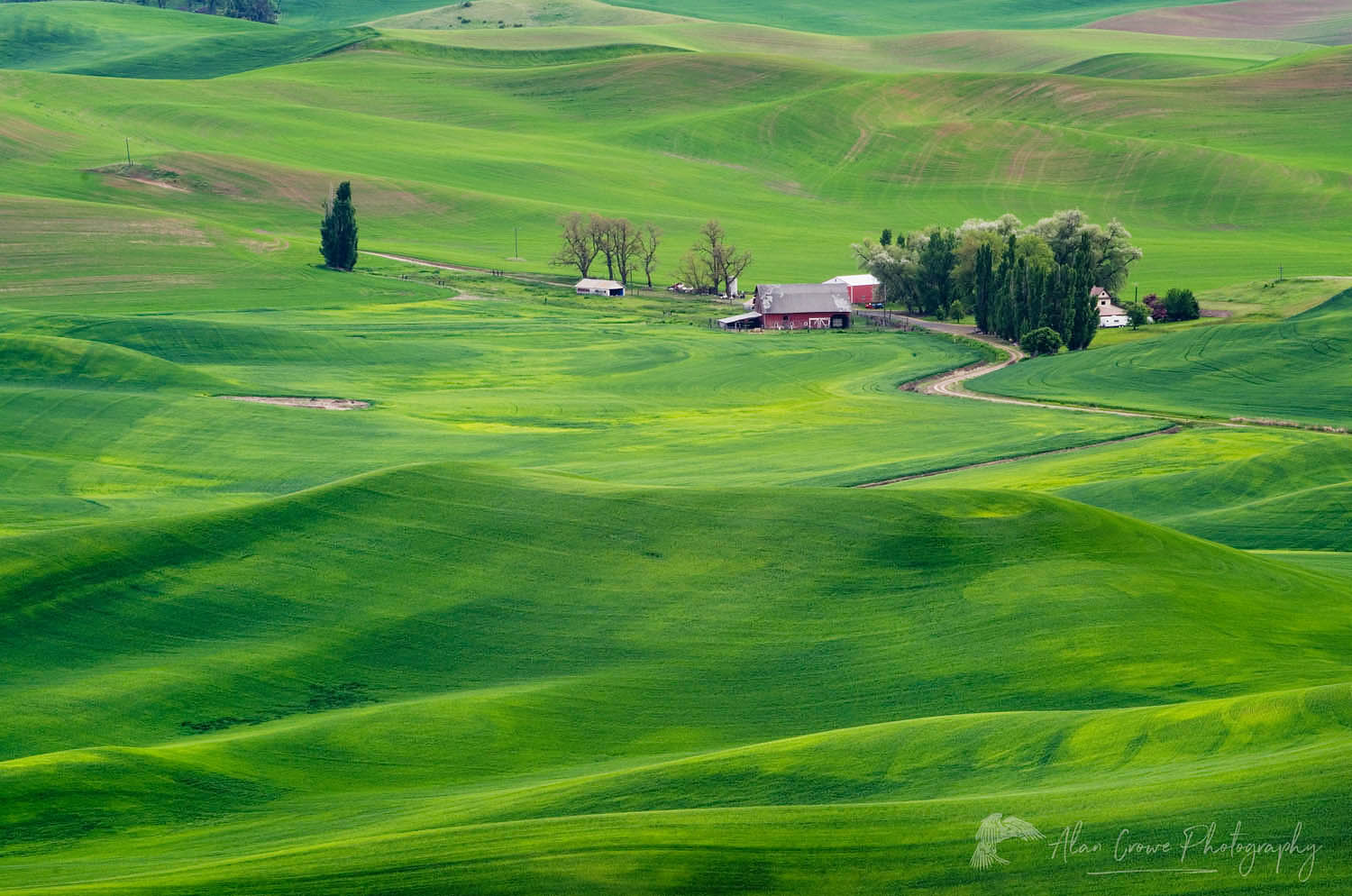 Rolling hills of green wheat fields seen from Steptoe Butte, the Palouse region of the Inland Empire of Washington #51629