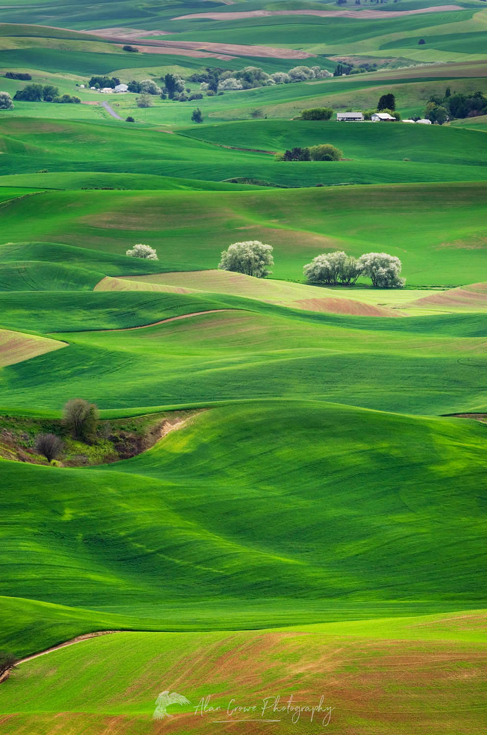 Rolling hills of green wheat fields seen from Steptoe Butte, the Palouse region of the Inland Empire of Washington #51637