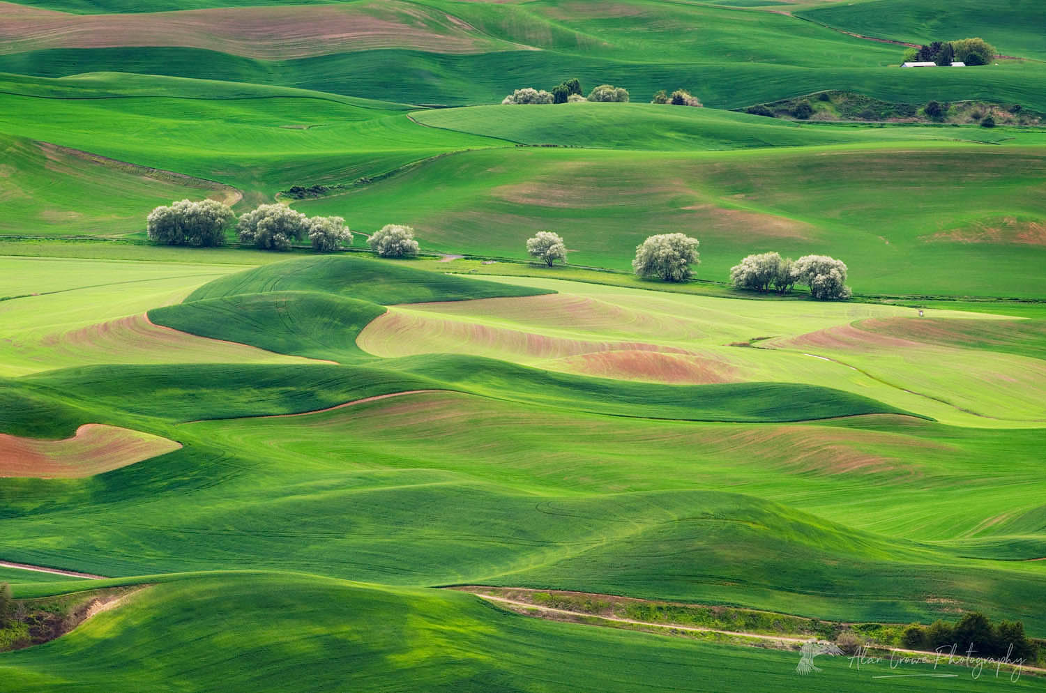 Rolling hills of green wheat fields seen from Steptoe Butte, the Palouse region of the Inland Empire of Washington #51642
