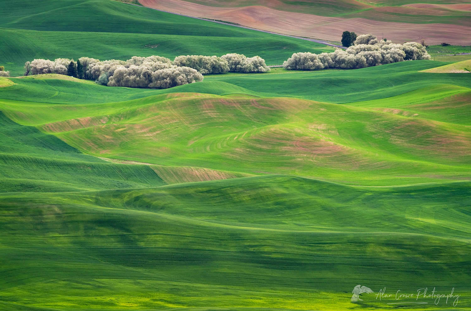 Rolling hills of green wheat fields seen from Steptoe Butte, the Palouse region of the Inland Empire of Washington #51644