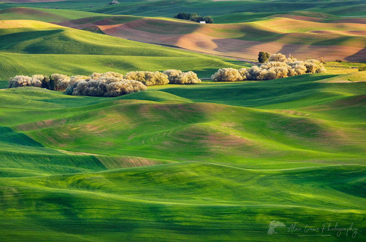 Rolling hills of green wheat fields seen from Steptoe Butte, the Palouse region of the Inland Empire of Washington #51646