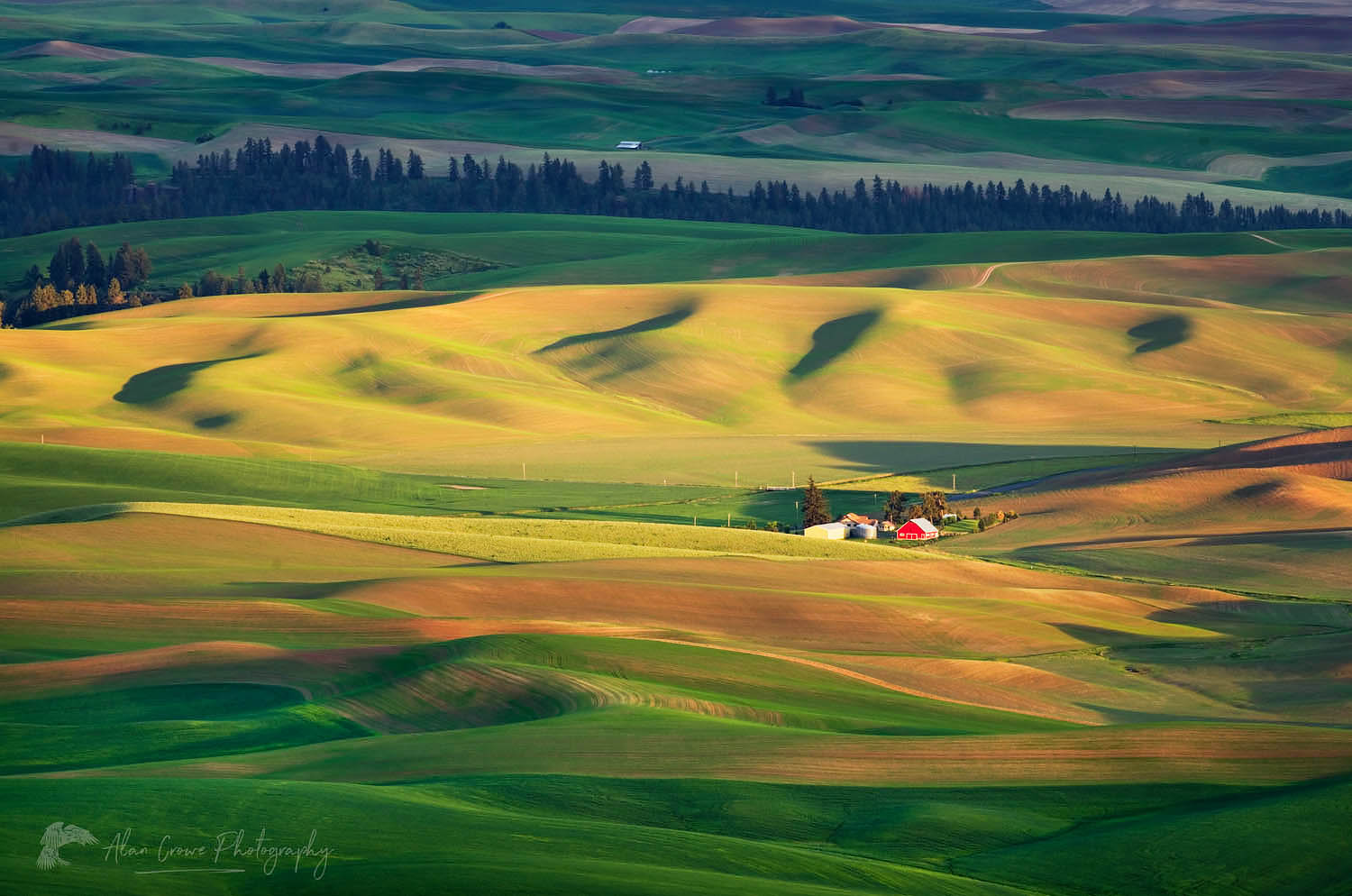 Rolling hills of green wheat fields seen from Steptoe Butte, the Palouse region of the Inland Empire of Washington #51649