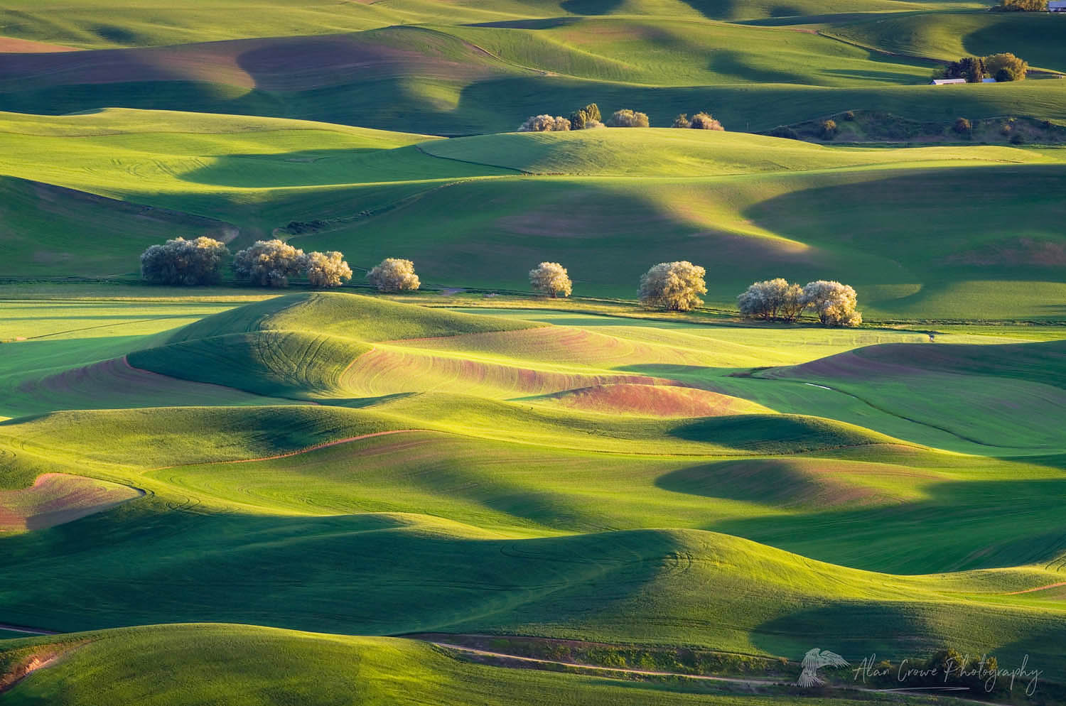 Rolling hills of green wheat fields seen from Steptoe Butte, the Palouse region of the Inland Empire of Washington #51651
