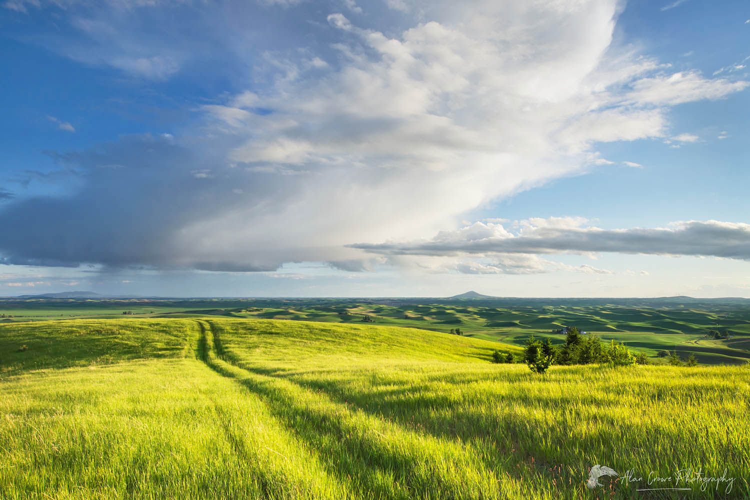 Tracks running through a grassy meadow in the Palouse region of the Inland Empire of Washington #51738