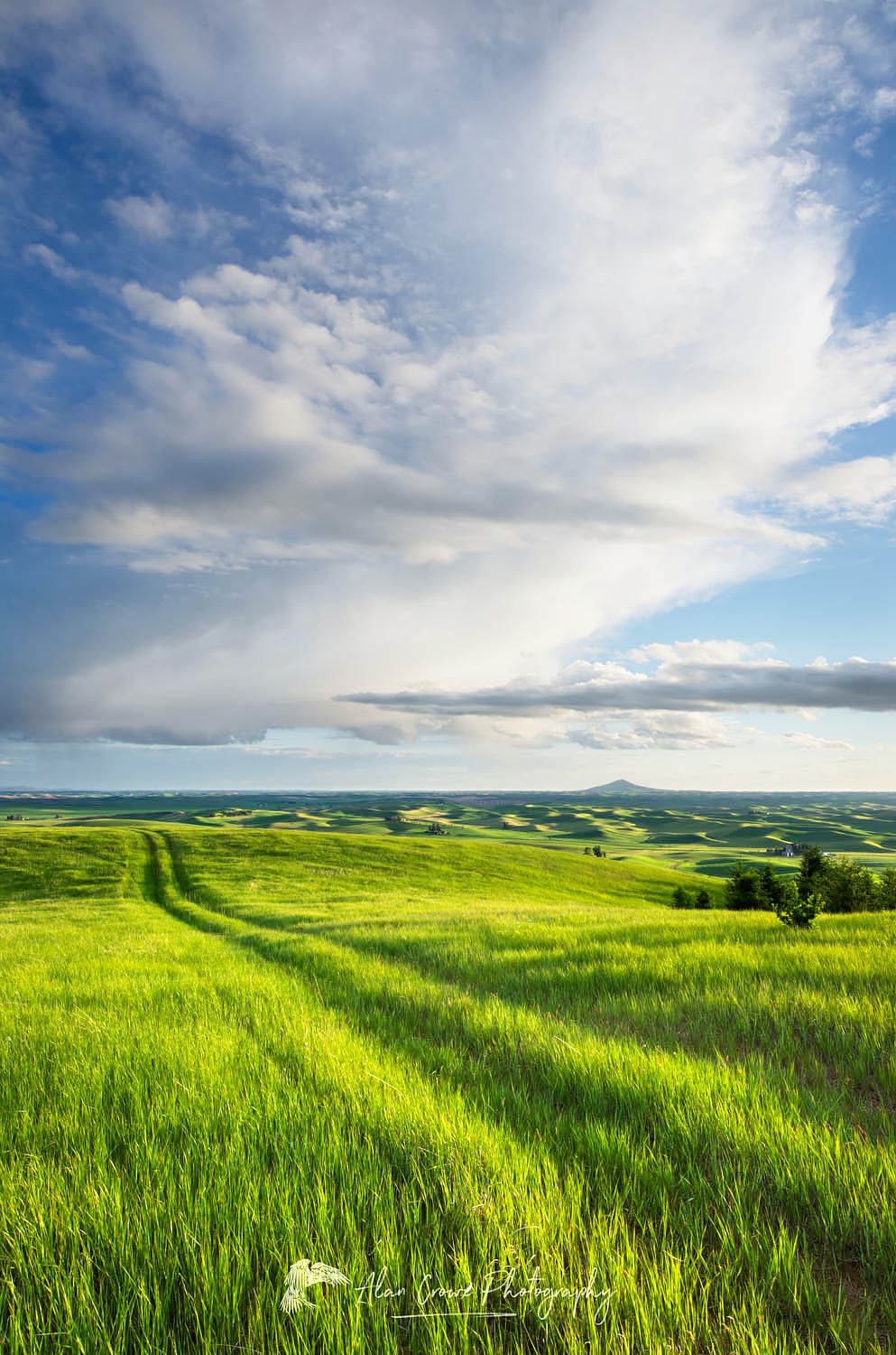 Tracks running through a grassy meadow in the Palouse region of the Inland Empire of Washington #51743