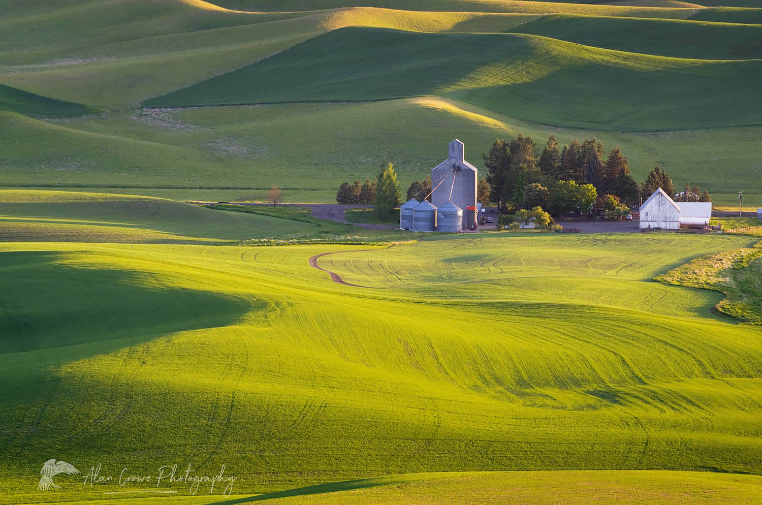 Farm set amidst the rolling hills of green wheat fields in the Palouse region of the Inland Empire of Washington #51752