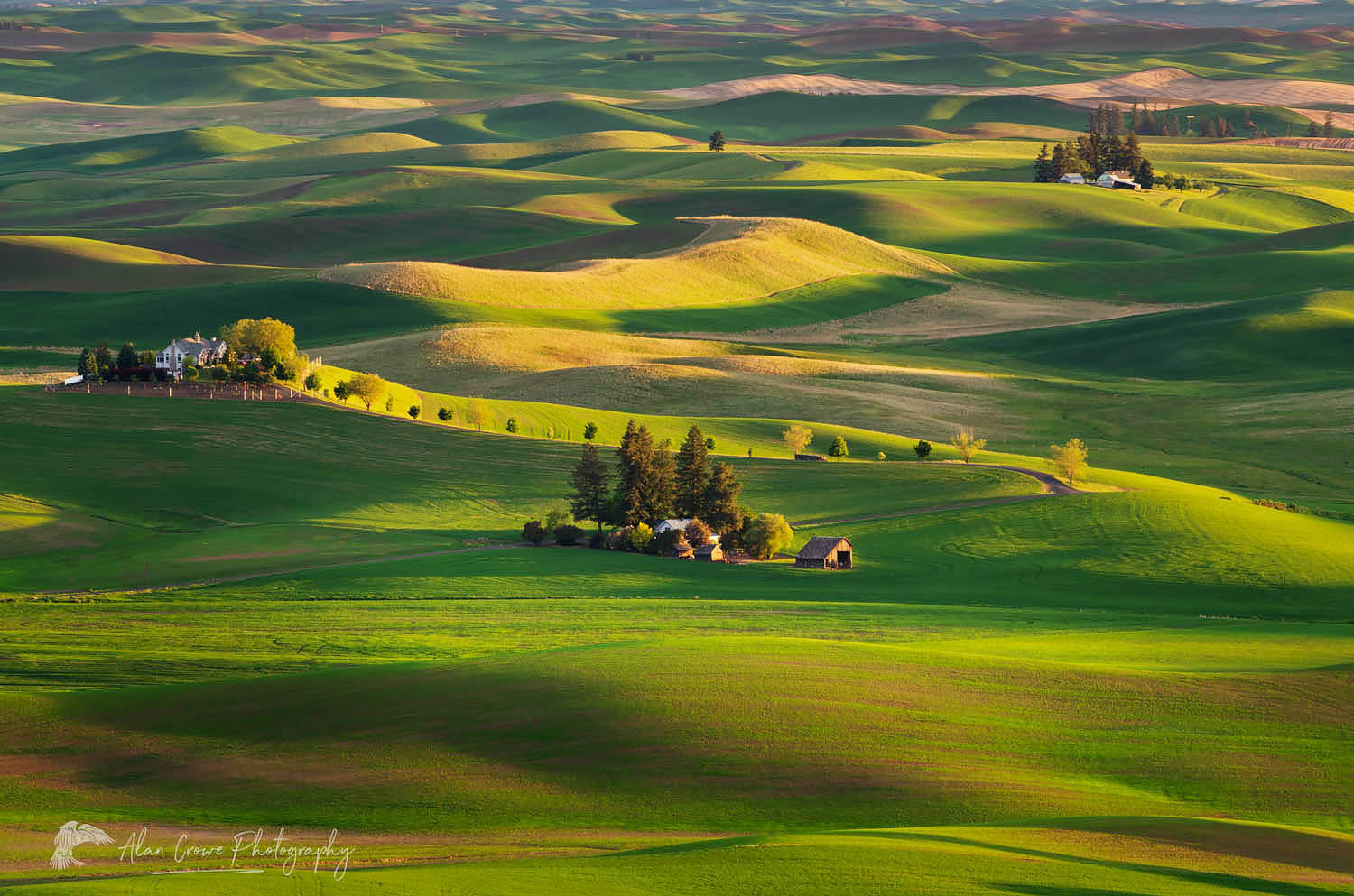 Farms set amidst the rolling hills of green wheat fields in the Palouse region of the Inland Empire of Washington #51760