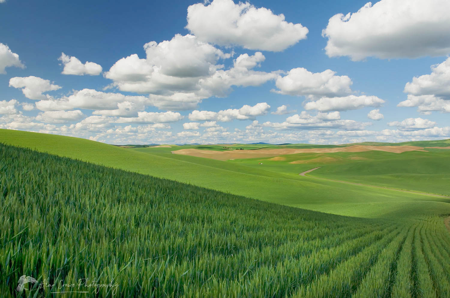 Puffy white clouds over green wheat fields of the Palouse region of the Inland Empire of Washington #51498