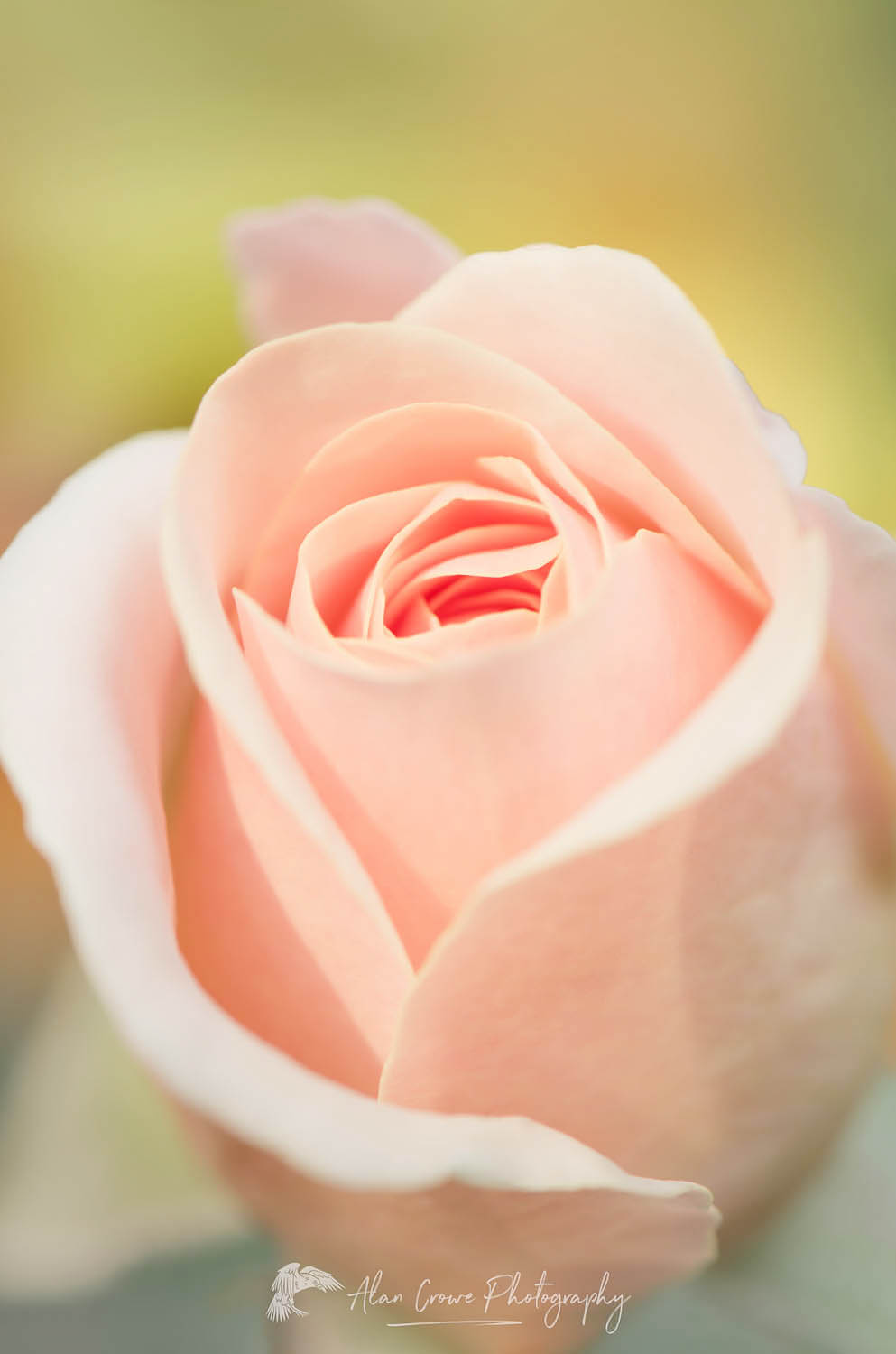 Pink Rose #56398
