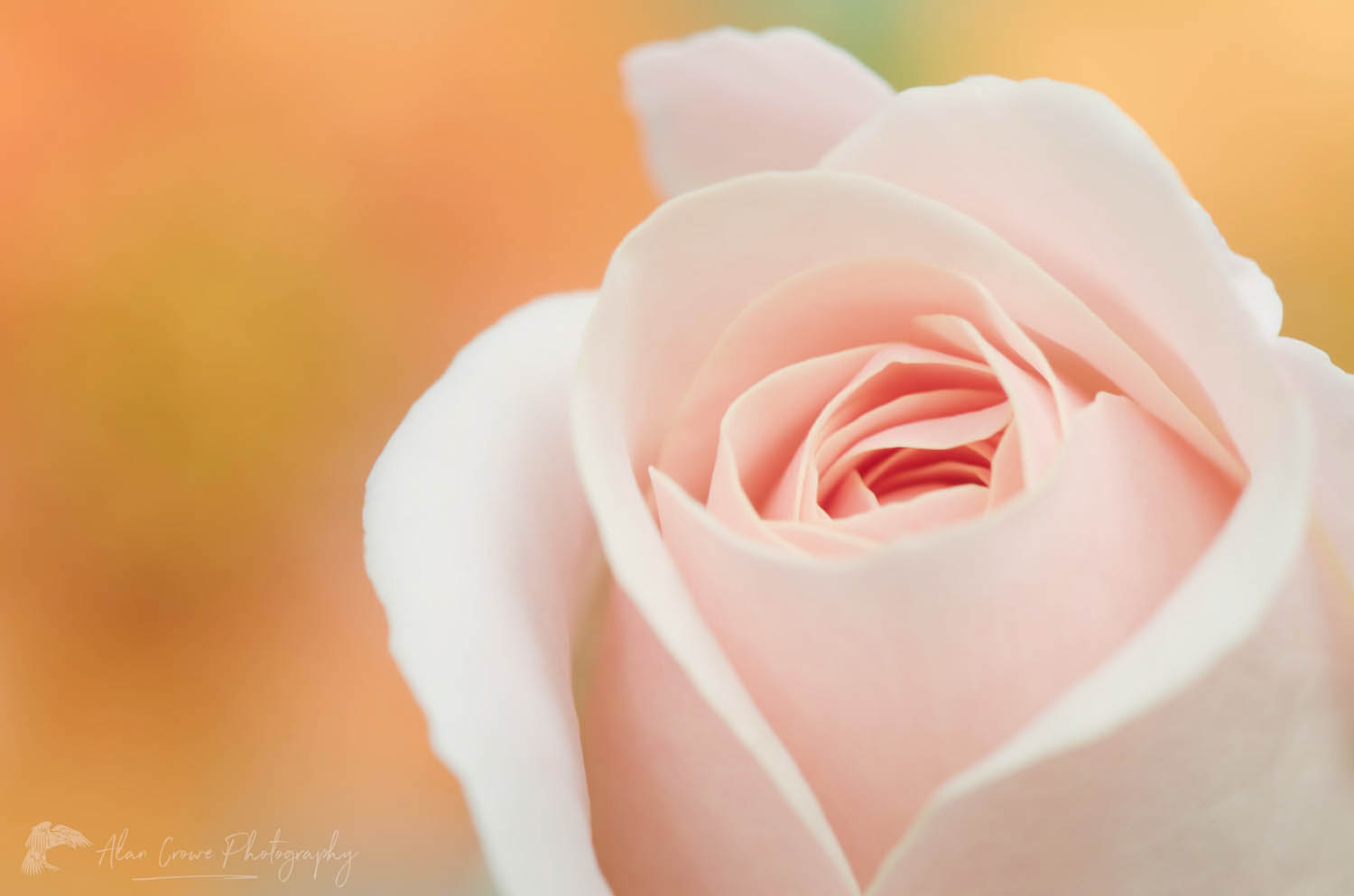 Pink Rose #56400