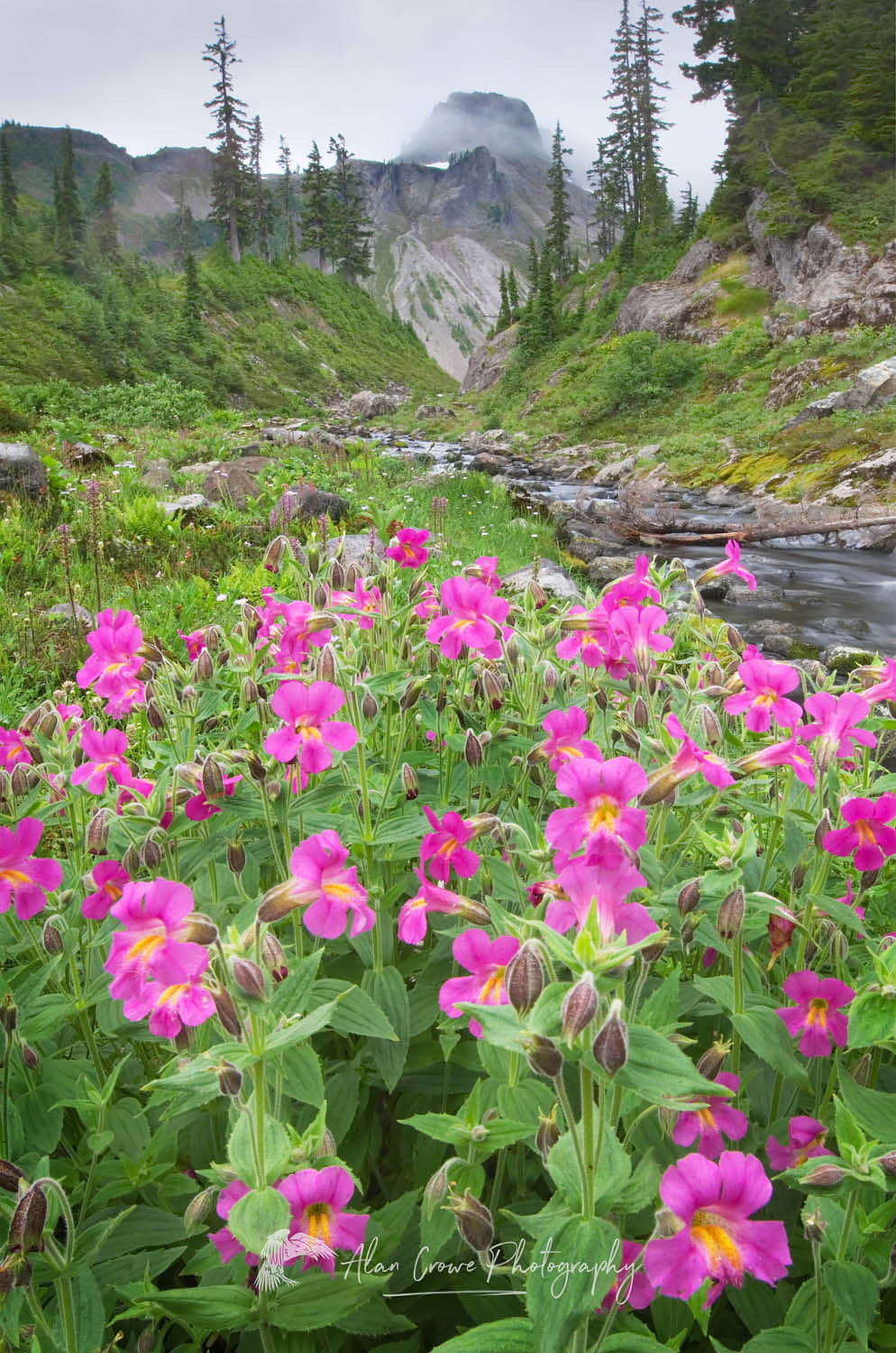 Lewis's Monkeyflower (Mimulus lewisii) Heather Meadows Recreation Area, North Cascades Washington #54385