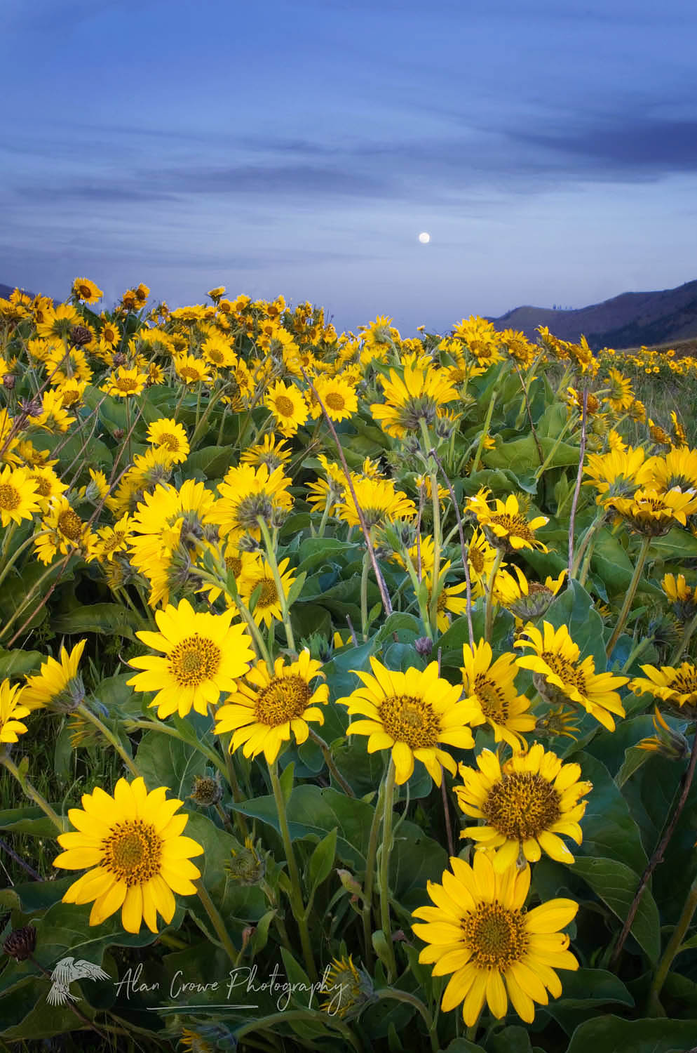 Rowena Crest wildflowers, Columbia River Gorge National Scenic Area, Oregon