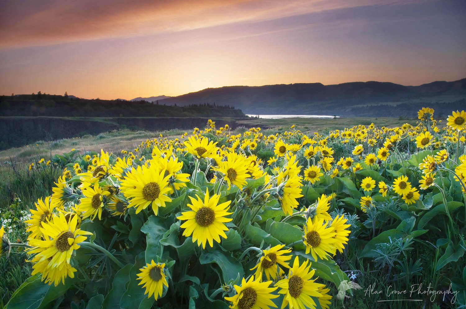 Balsamroot wildflowers at Rowena Crest, Columbia River Gorge National Scenic Area, Oregon #50955