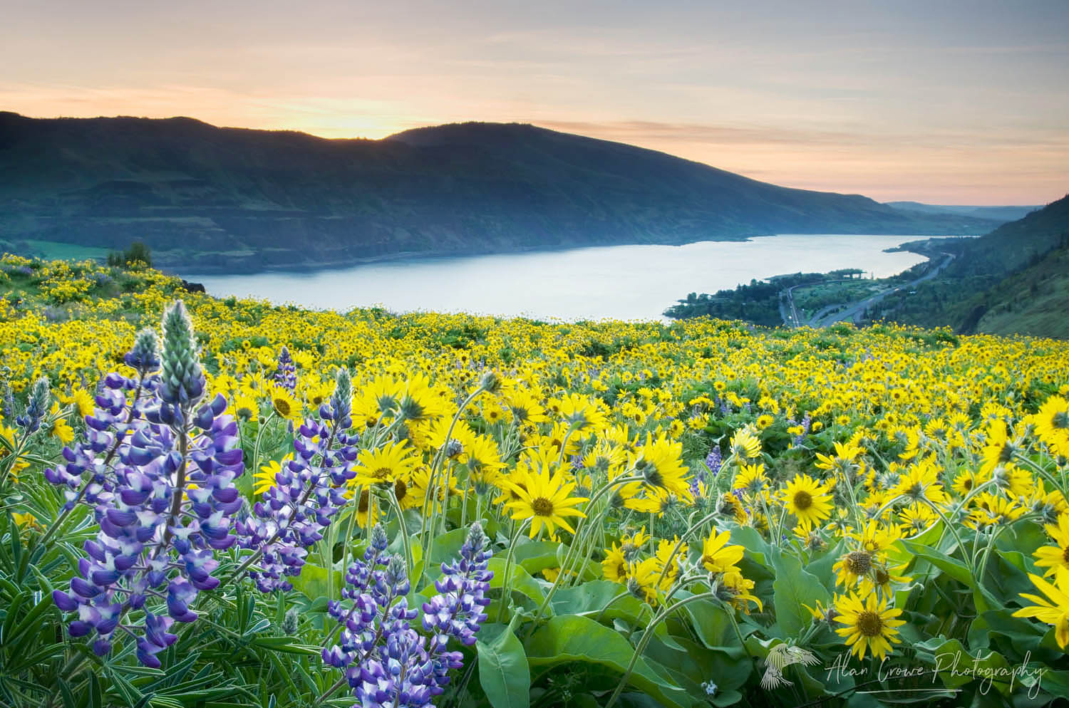 Balsamroot and lupine wildflowers at Rowena Crest, Columbia River Gorge National Scenic Area, Oregon #50988
