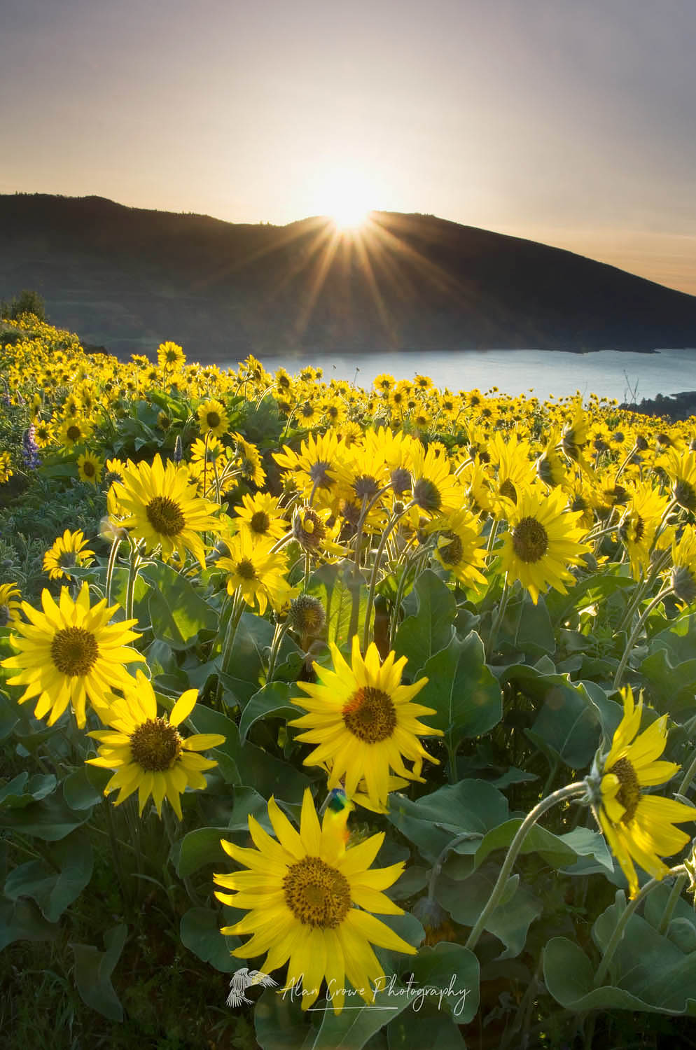 Balsamroot wildflowers at sunrise, Rowena Crest, Columbia River Gorge National Scenic Area, Oregon #51000