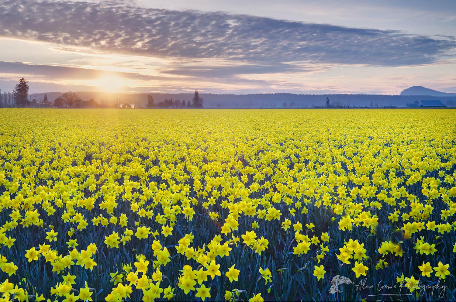 Skagit Valley Daffodils #50690