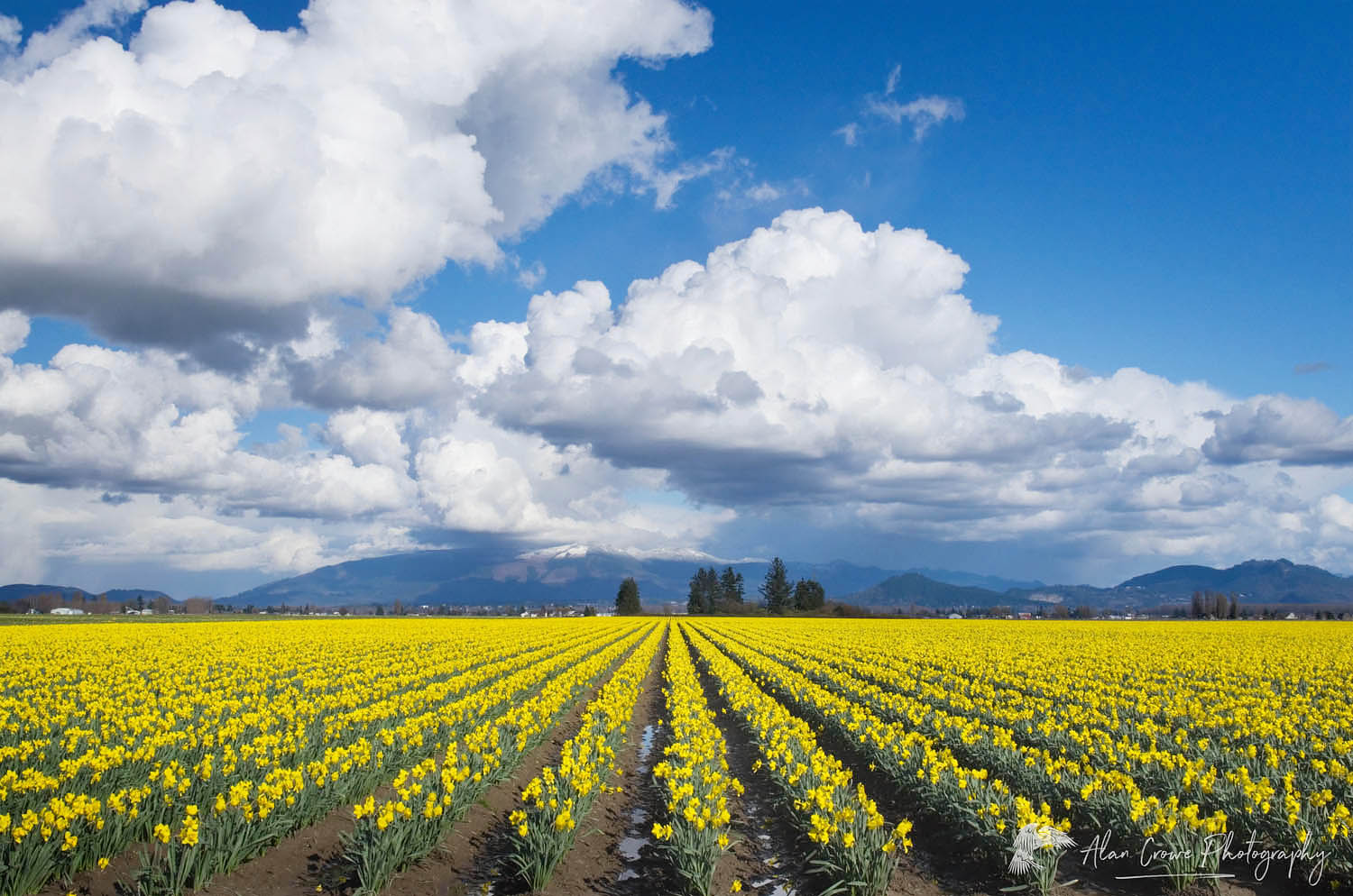 Skagit Valley Daffodil fields, Washington