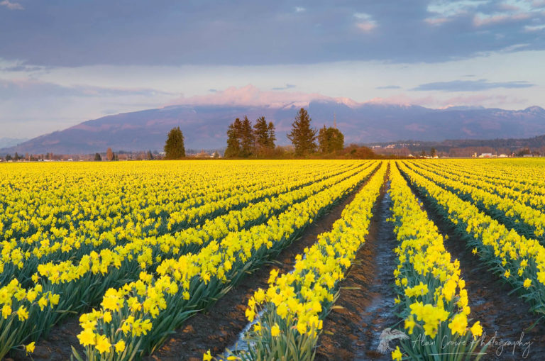 Skagit Valley Daffodil fields, Washington Alan Crowe Photography