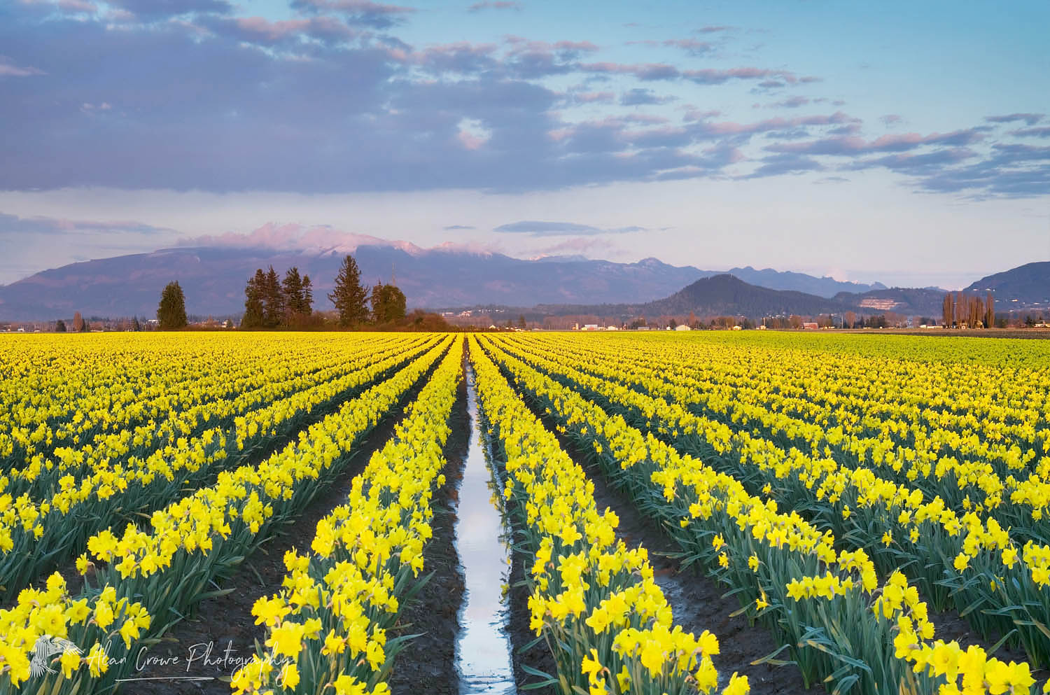 Skagit Valley Daffodil fields, Washington Alan Crowe Photography