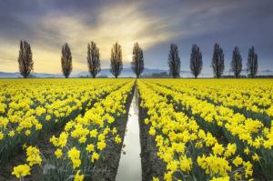 Skagit Valley Daffodil Fields, Washington Sunrise over the Skagit Valley Tulip Fields, Washington. fine art landscape photography
