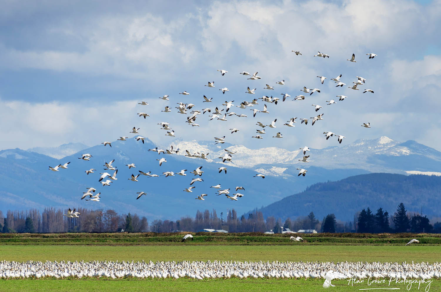 Large flock of Snow Geese (Chen caerulescens) in the lower Skagit Valley Washington #59727