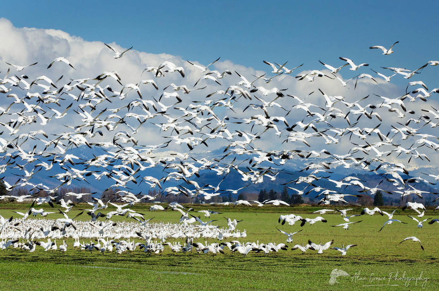 Snow Geese Skagit Valley Washington Alan Crowe Photography
