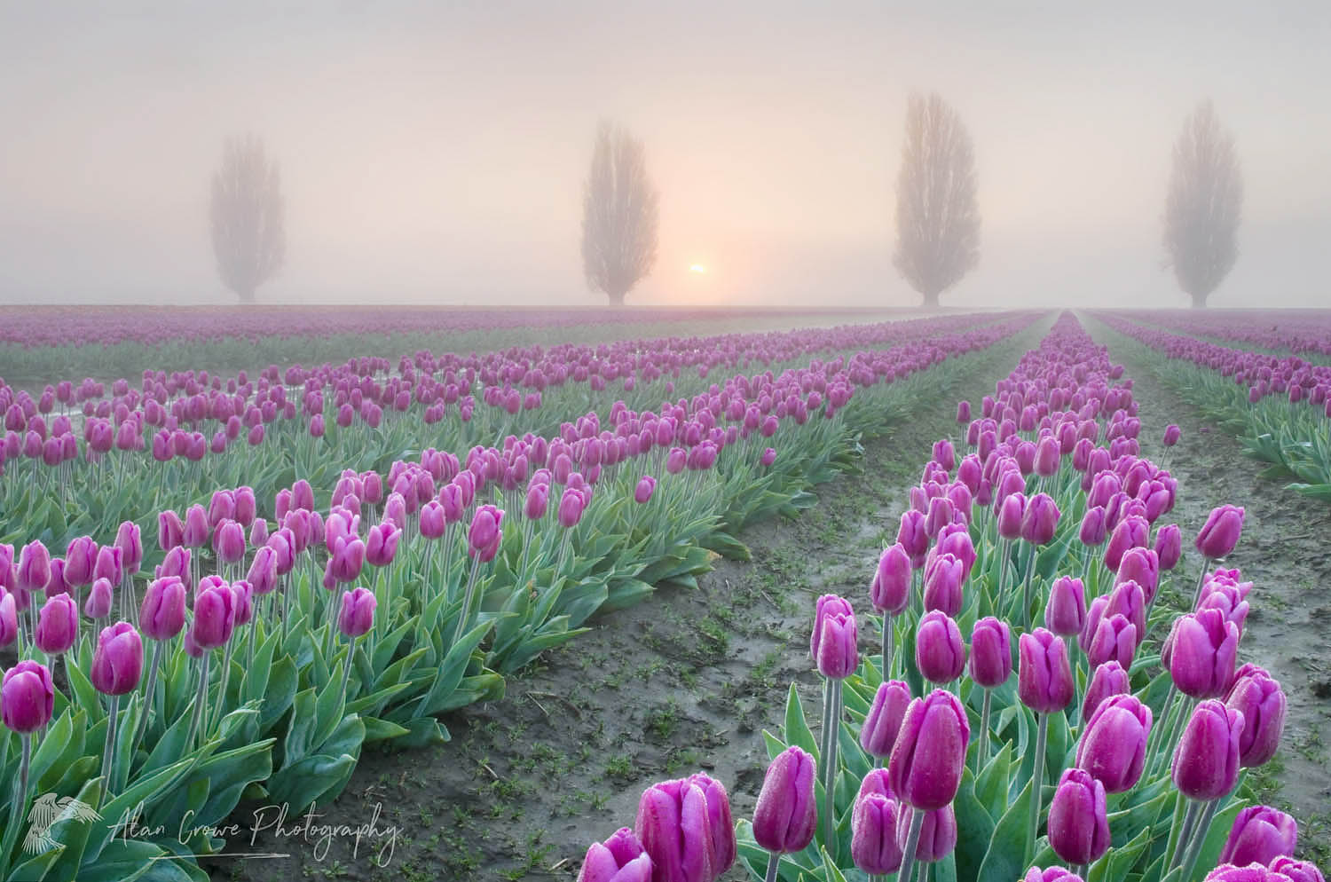 Foggy Sunrise over the Skagit Valley Tulip Fields #50863