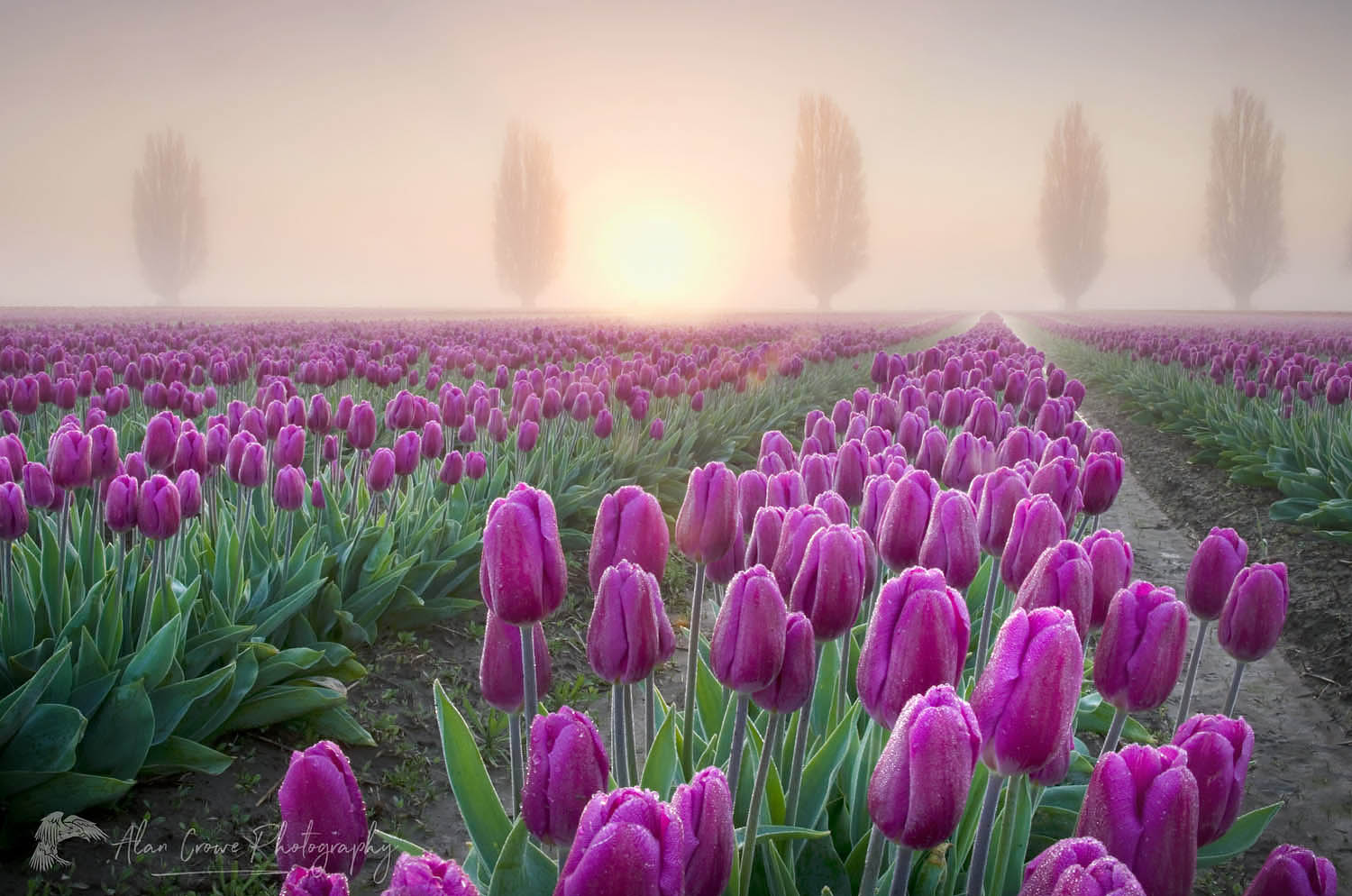 Foggy Sunrise over the Skagit Valley Tulip Fields #50866