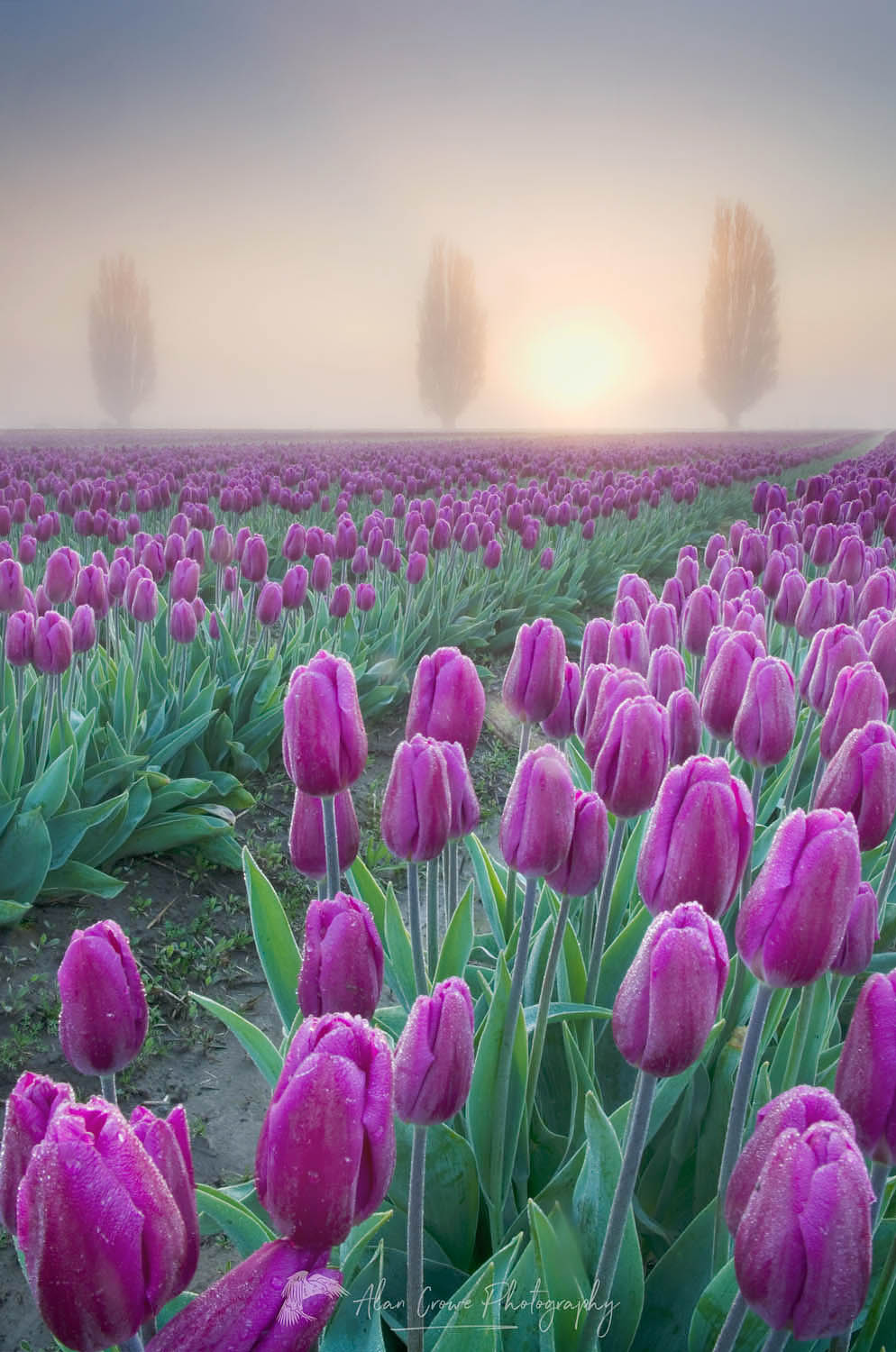 Foggy Sunrise over the Skagit Valley Tulip Fields #50873