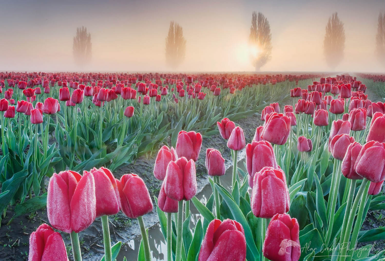 Foggy Sunrise over the Skagit Valley Tulip Fields #50879