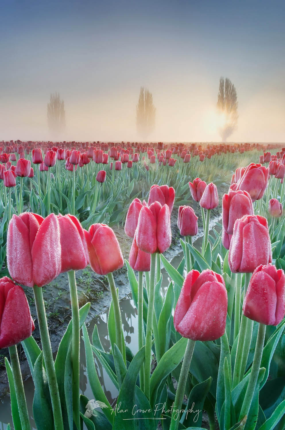 Foggy Sunrise over the Skagit Valley Tulip Fields #50882