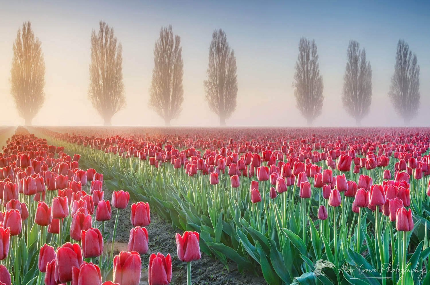 Foggy Sunrise over the Skagit Valley Tulip Fields #50889