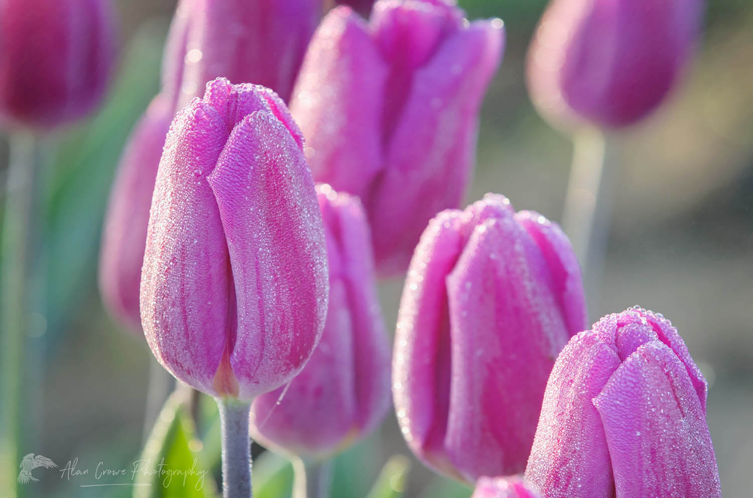 Skagit Valley Tulips #50908