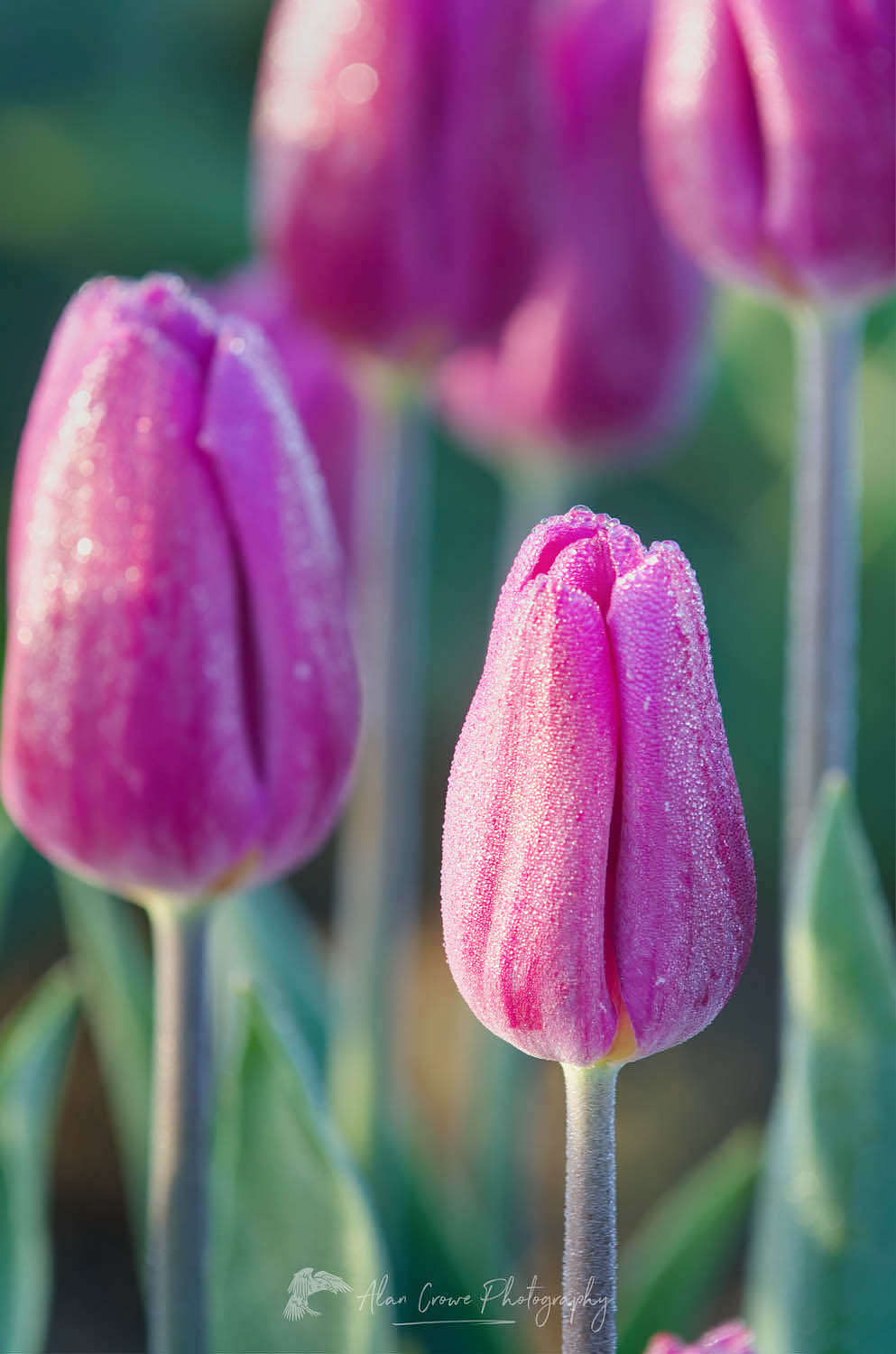 Skagit Valley Tulips #50915