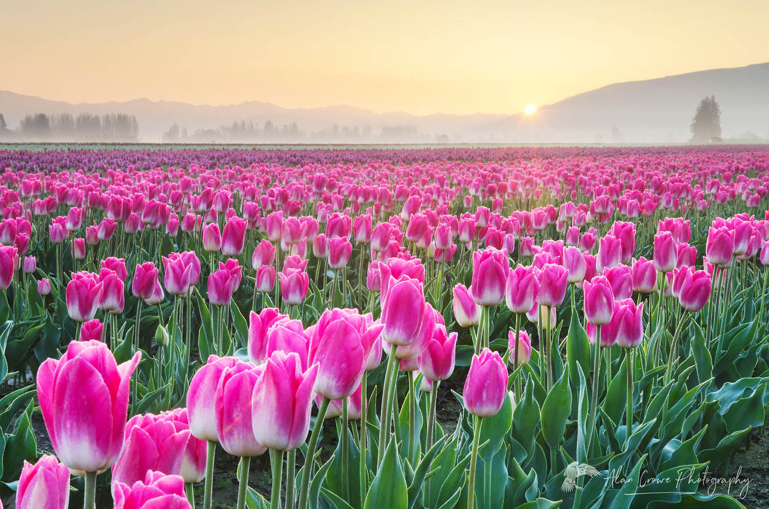 Skagit Valley Tulip Fields Washington Alan Crowe Photography