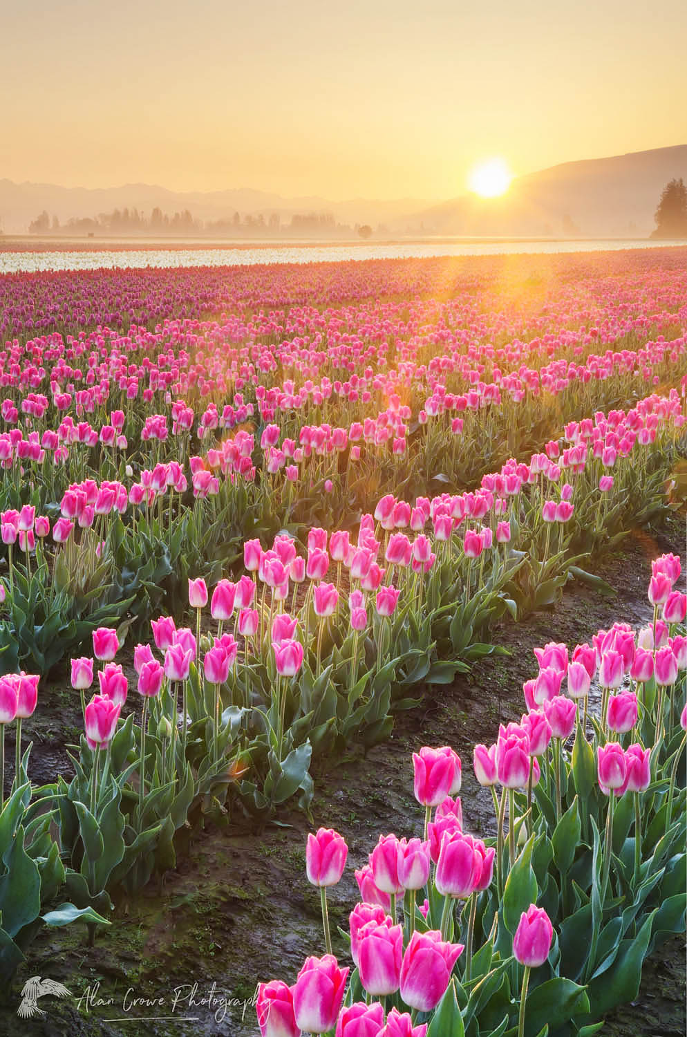 Sunrise over the Skagit Valley Tulip Fields, Washington #62047