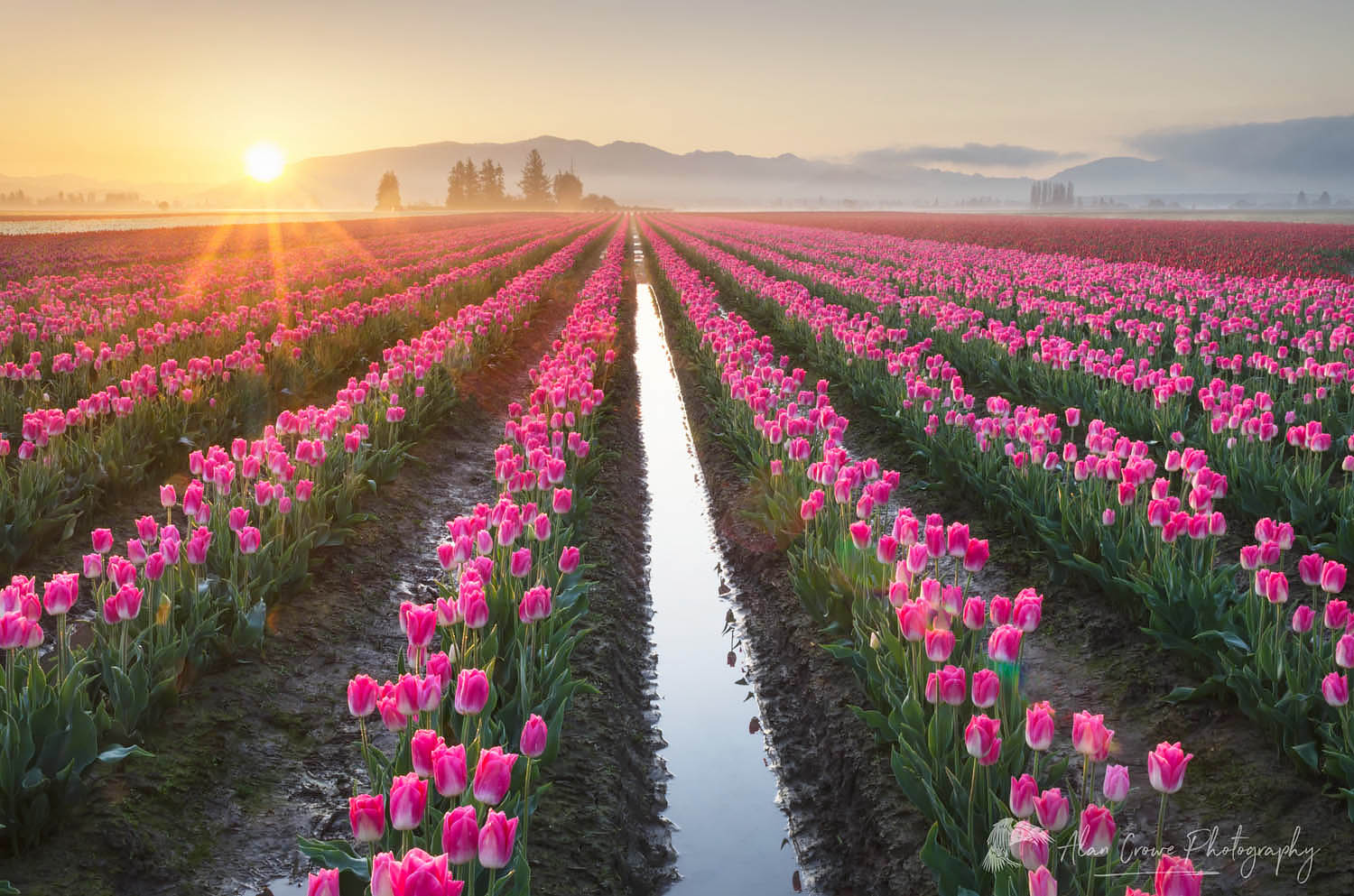 Skagit Valley Tulip Fields Washington Alan Crowe Photography