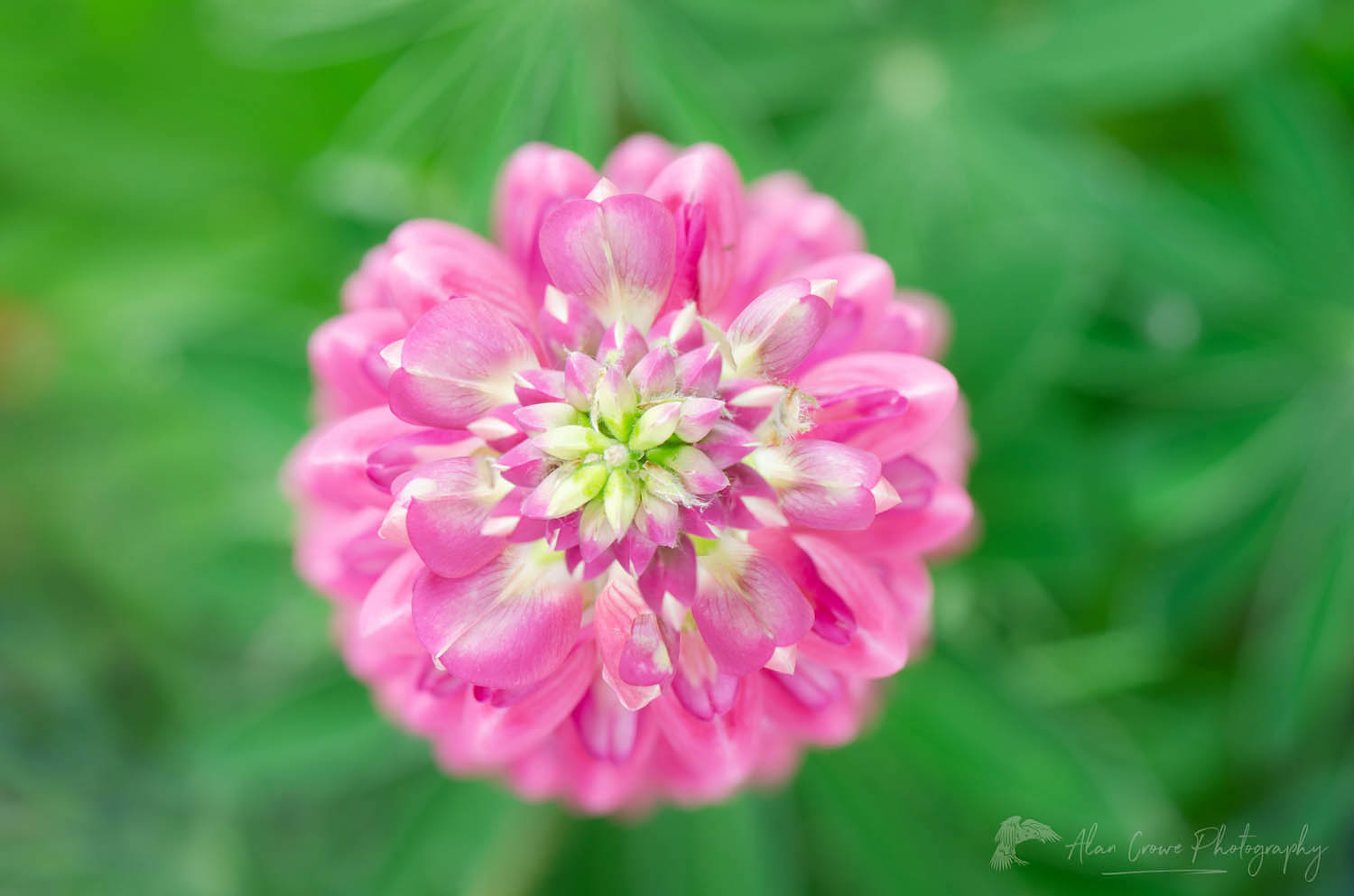 PInk Lupine blossoms #62473