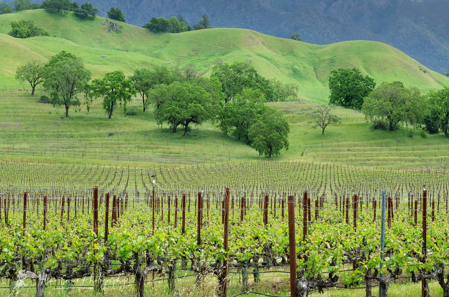 Vineyards of Alexander Valley, a northern section of the greater Sonoma Valley California #60208