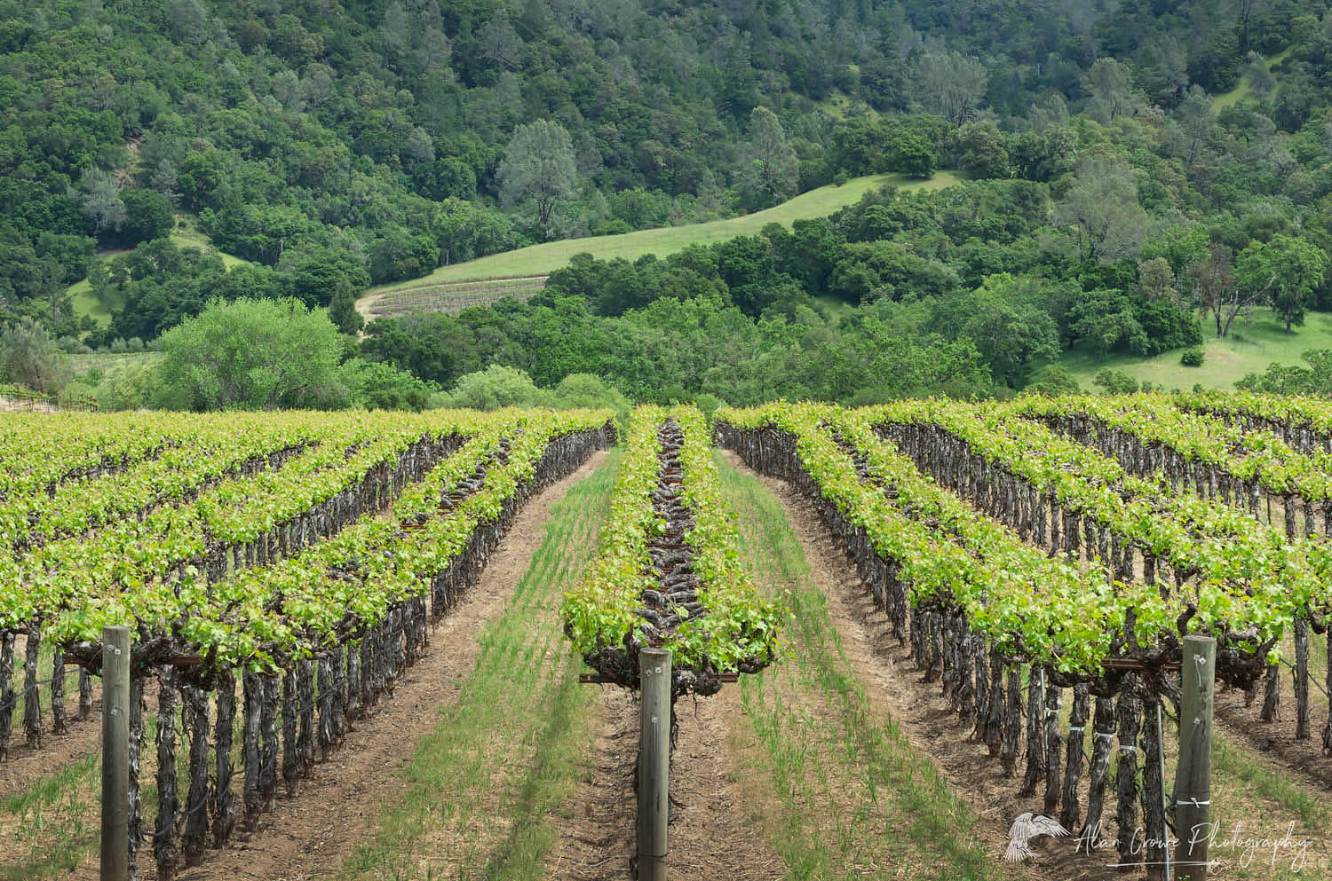 Vineyards of Alexander Valley, a northern section of the greater Sonoma Valley California #60221