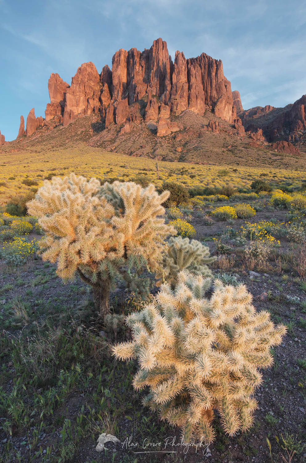 Superstition Mountains, Arizona, Jumping Cholla (Cylindropuntia fulgida) in the foreground #56898