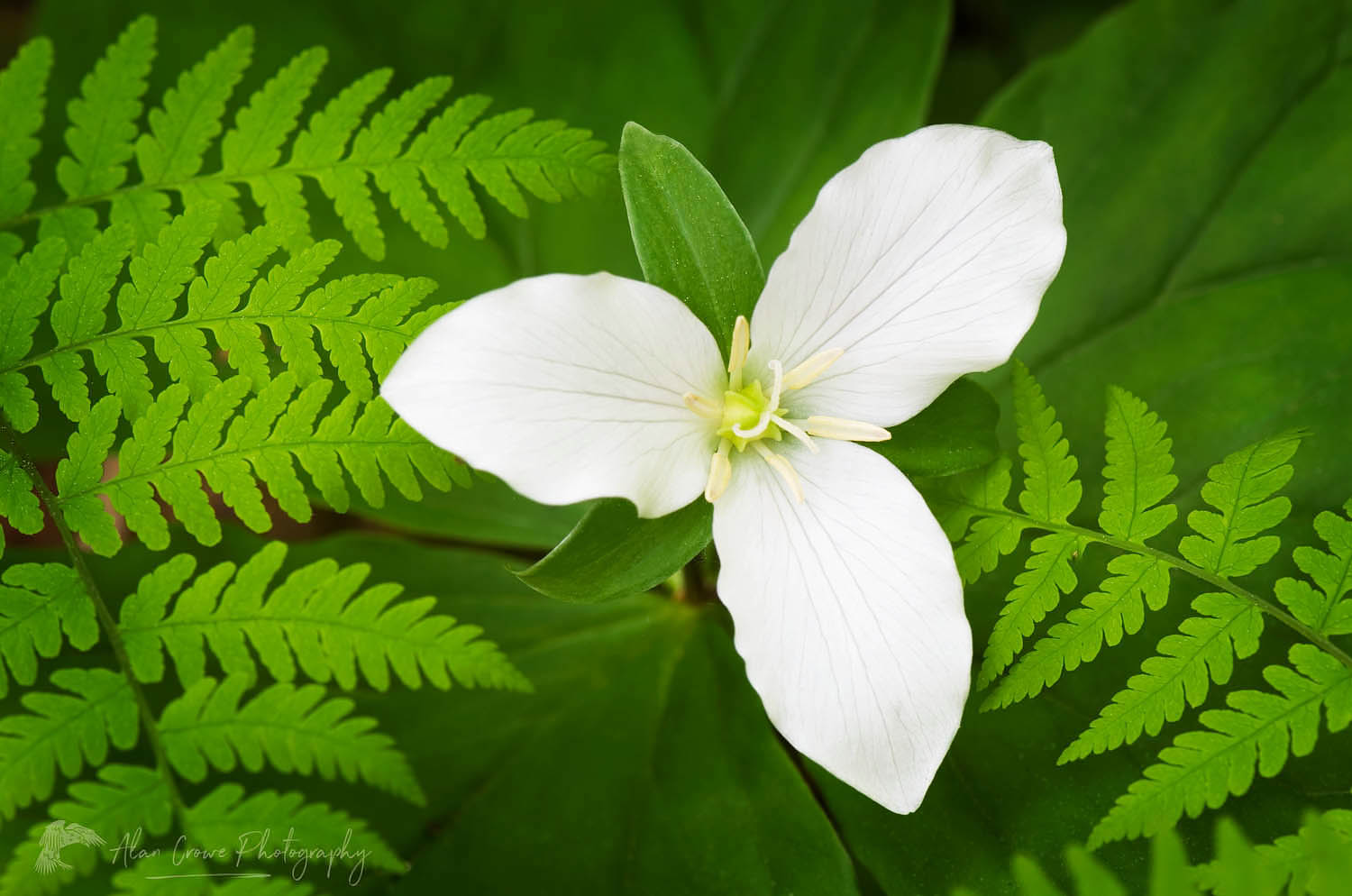 Western Wake-robin (Trillium ovatum) North Cascades Washington #53779