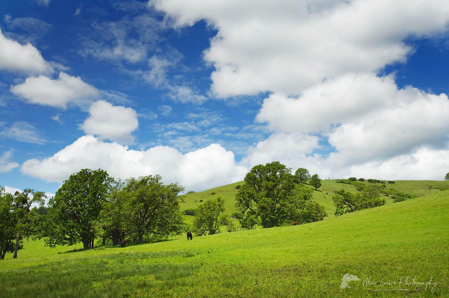 Grazing pastures on the rolling hills of the Umpqua River Valley Oregon #44532