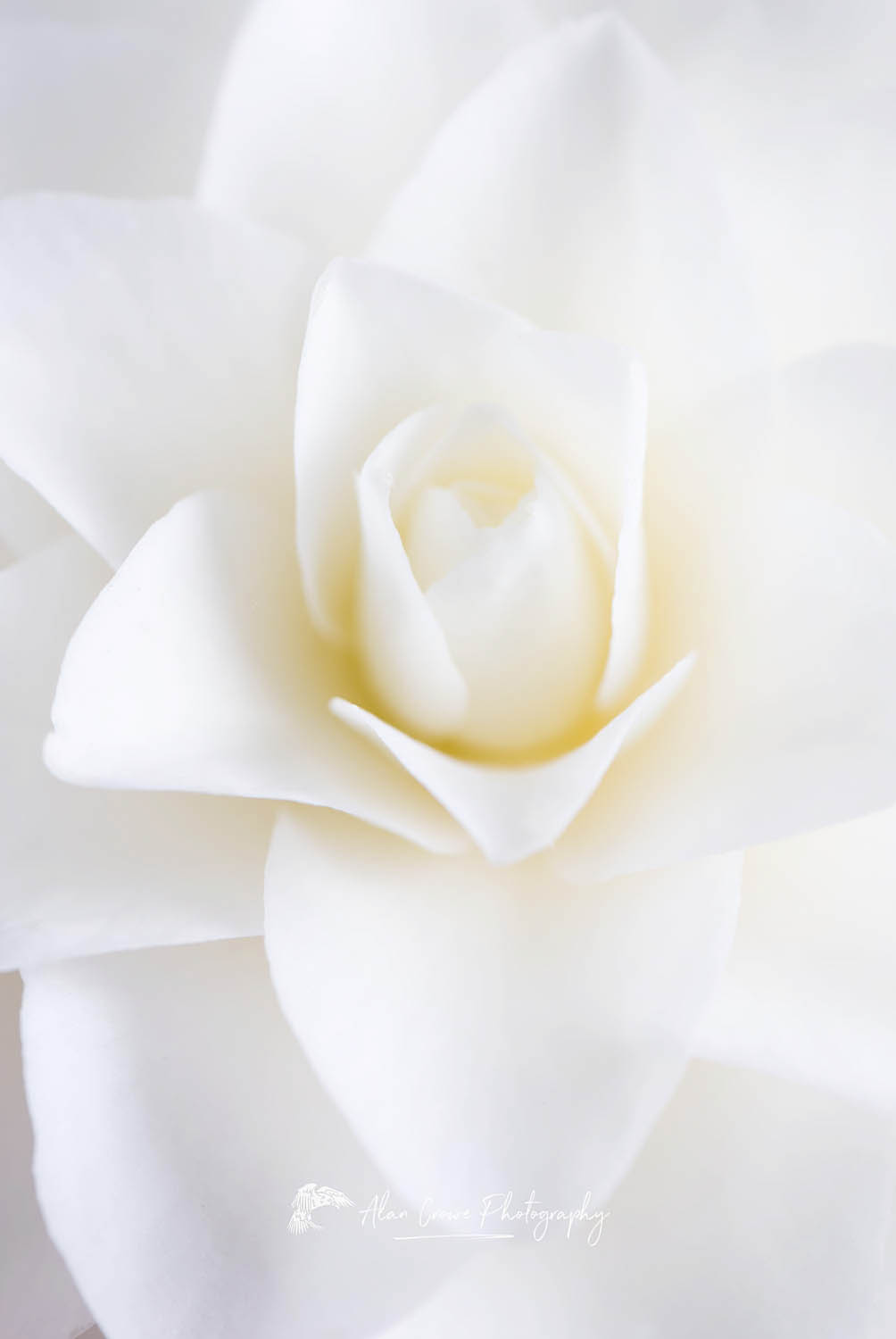 White Camellia Blossom #16193