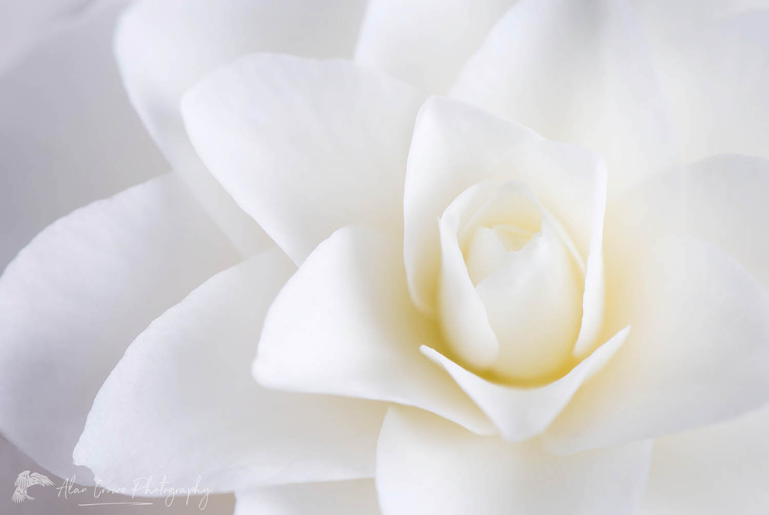 White Camellia Blossom #16196